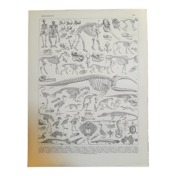 Lithograph on the 1928 skeletons