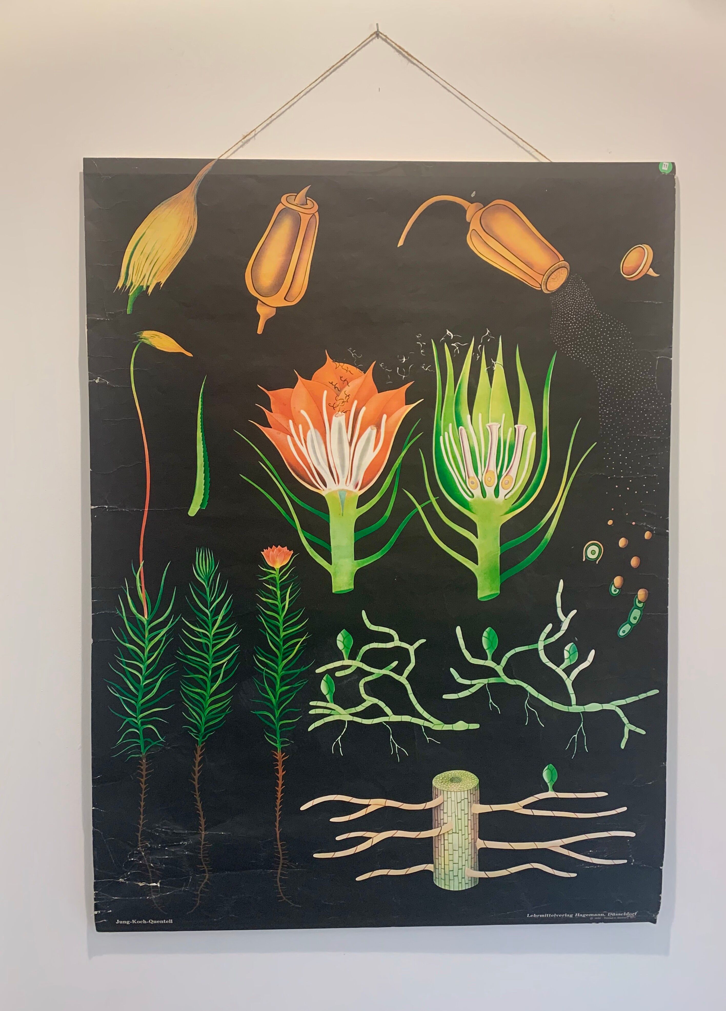 Vintage school teaching chart