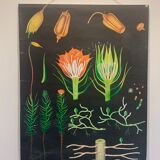 Vintage school teaching chart