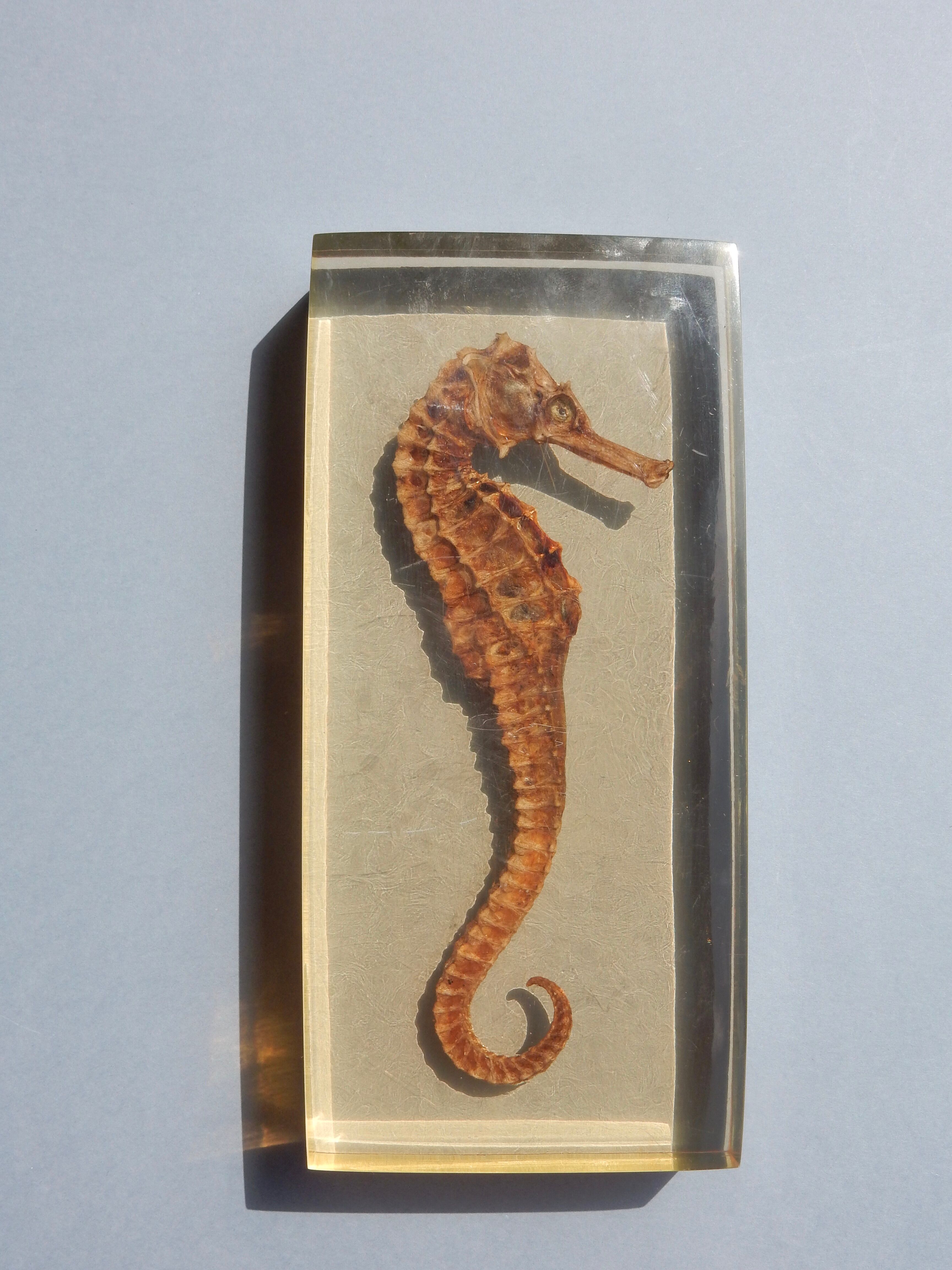 Hippocampus in taxidermy inclusion in resin block
