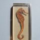 Hippocampus in taxidermy inclusion in resin block
