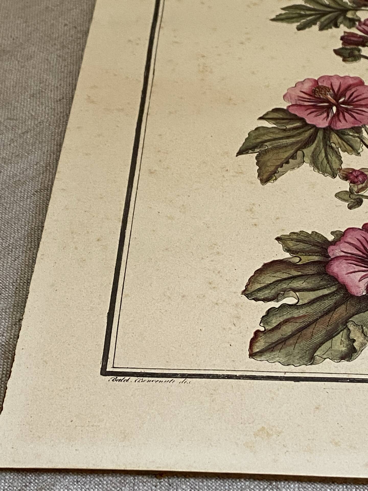 Botanical engraving of Lavatera Malvone