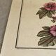 Botanical engraving of Lavatera Malvone