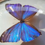 Papillon naturalisé encadré dans un cadre ovale bombé ancien