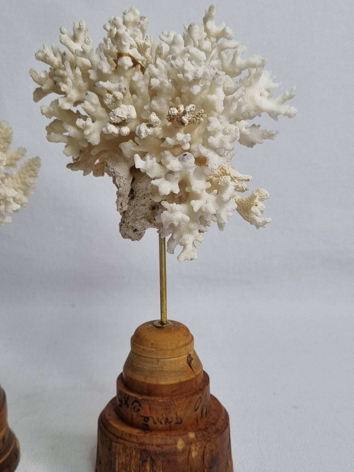 Paire d'anciens coraux blancs sur socles en bois industriel, 21 cm