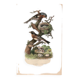 Old engraving from 1839 - Finch by A. Fries. Plate of birds and botany.