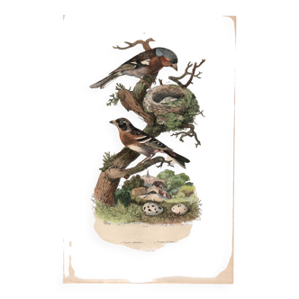 Old engraving from 1839 - Finch by A. Fries. Plate of birds and botany.