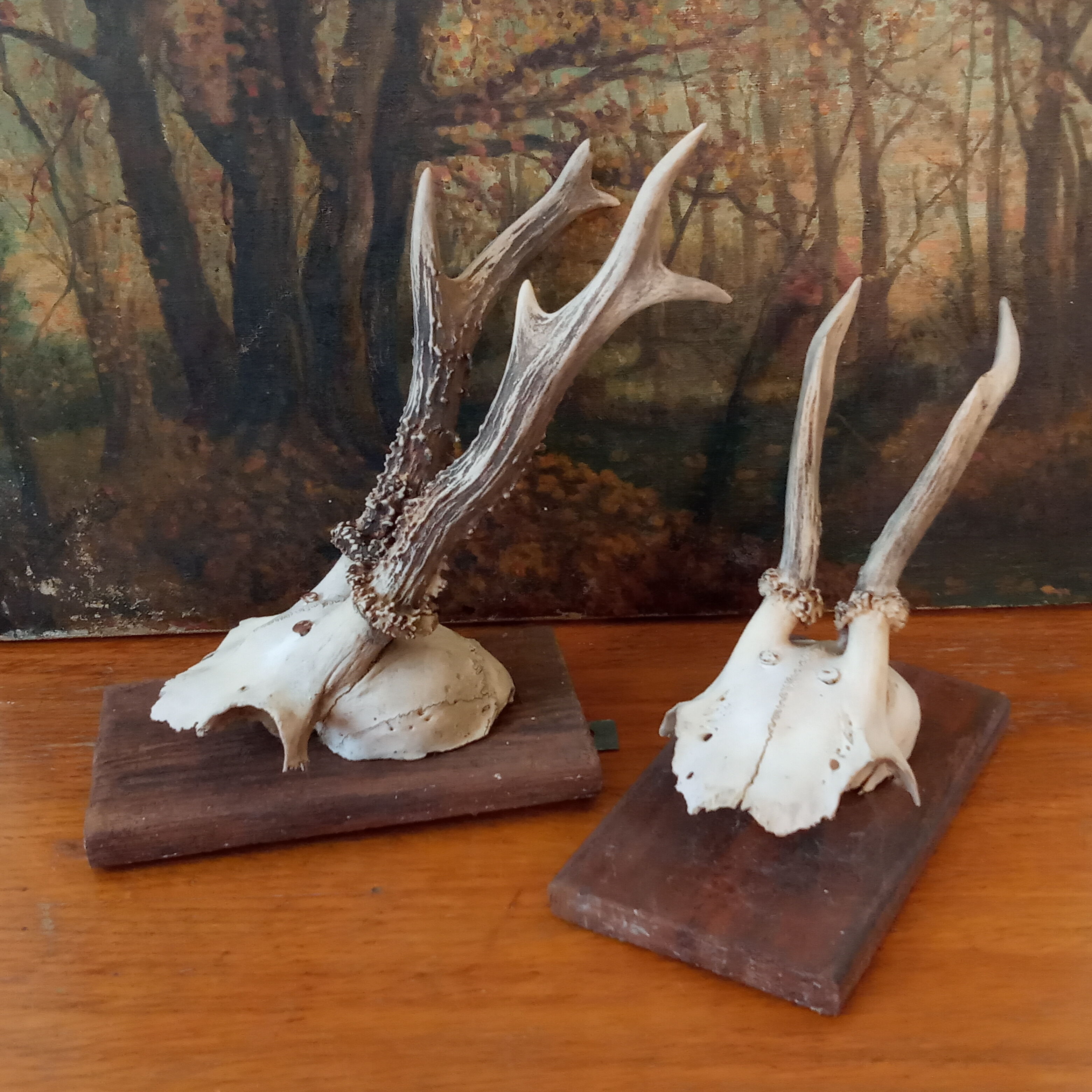 Pair of ancient hunting trophies, deer