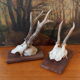 Pair of ancient hunting trophies, deer