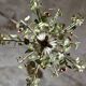 Large flower and leaf chandelier, hand-painted sheet metal, Italy, 1940s