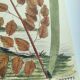 Old bird engraving -L'Allouette- Vintage zoological board from 1973 by Seligmann & Catesby