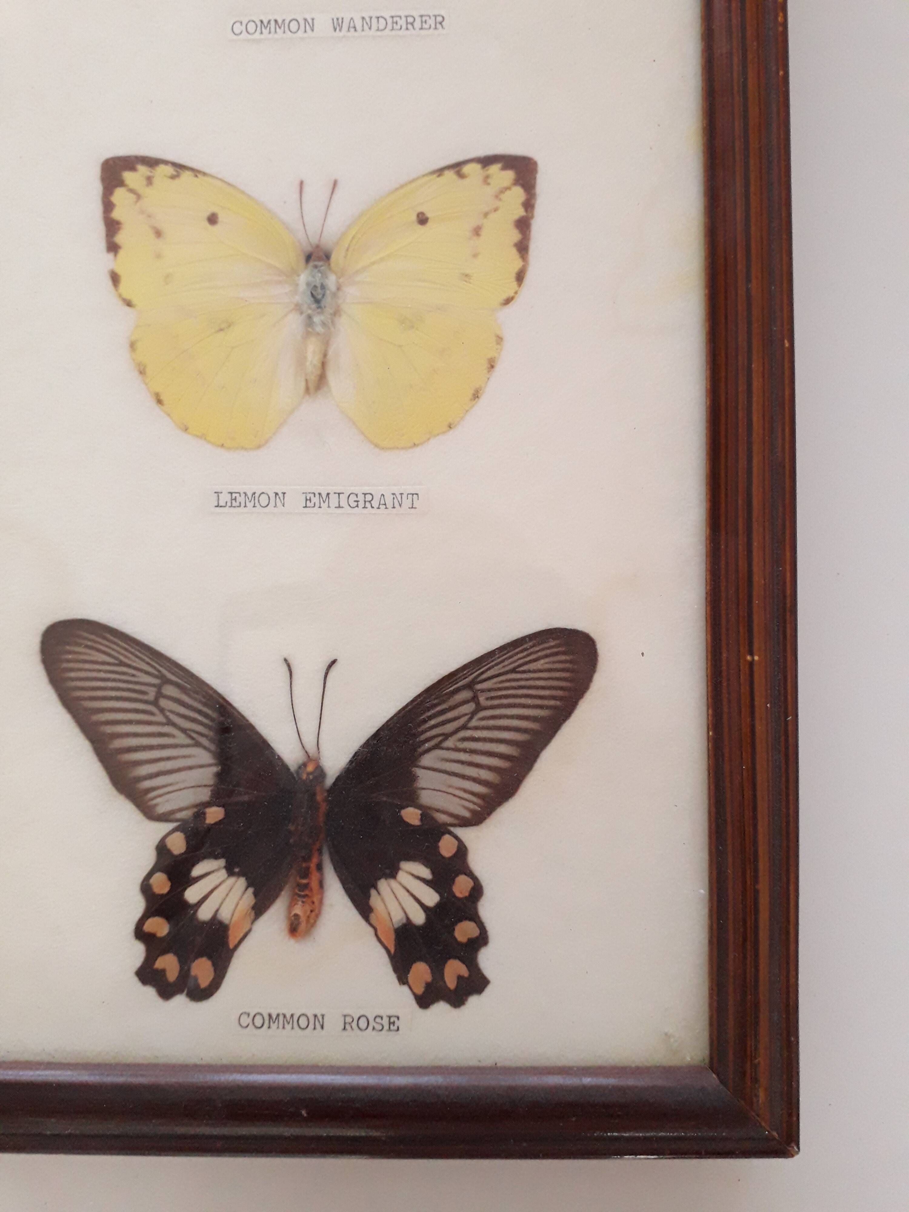 Butterfly frame