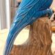 Turquoise glazed ceramic cockatoo parrot statuette 30 cm