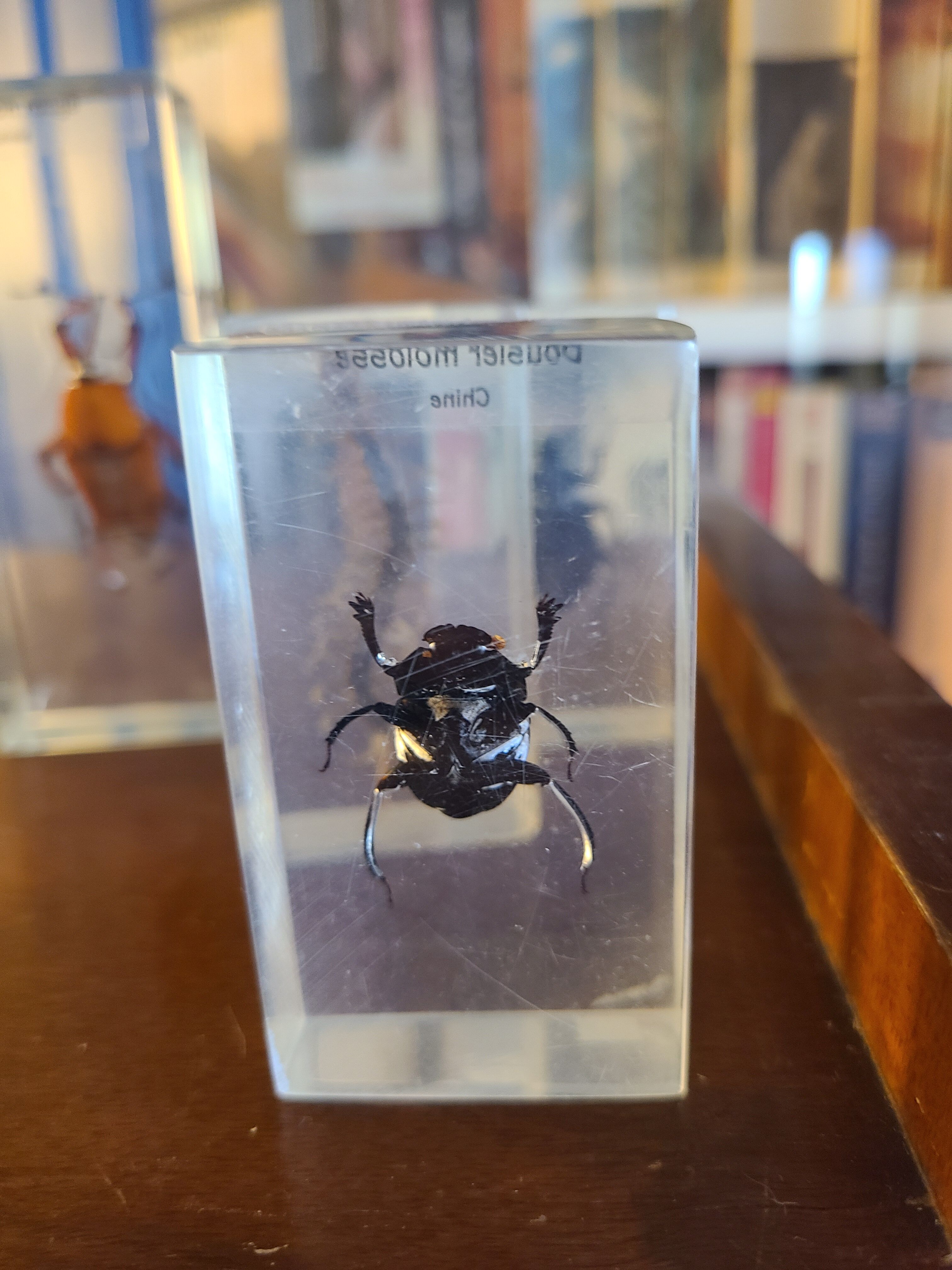Insects under vintage resin