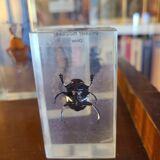 Insects under vintage resin