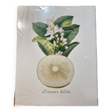 Risso Citrus Lithograph