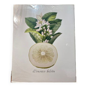 Risso Citrus Lithograph