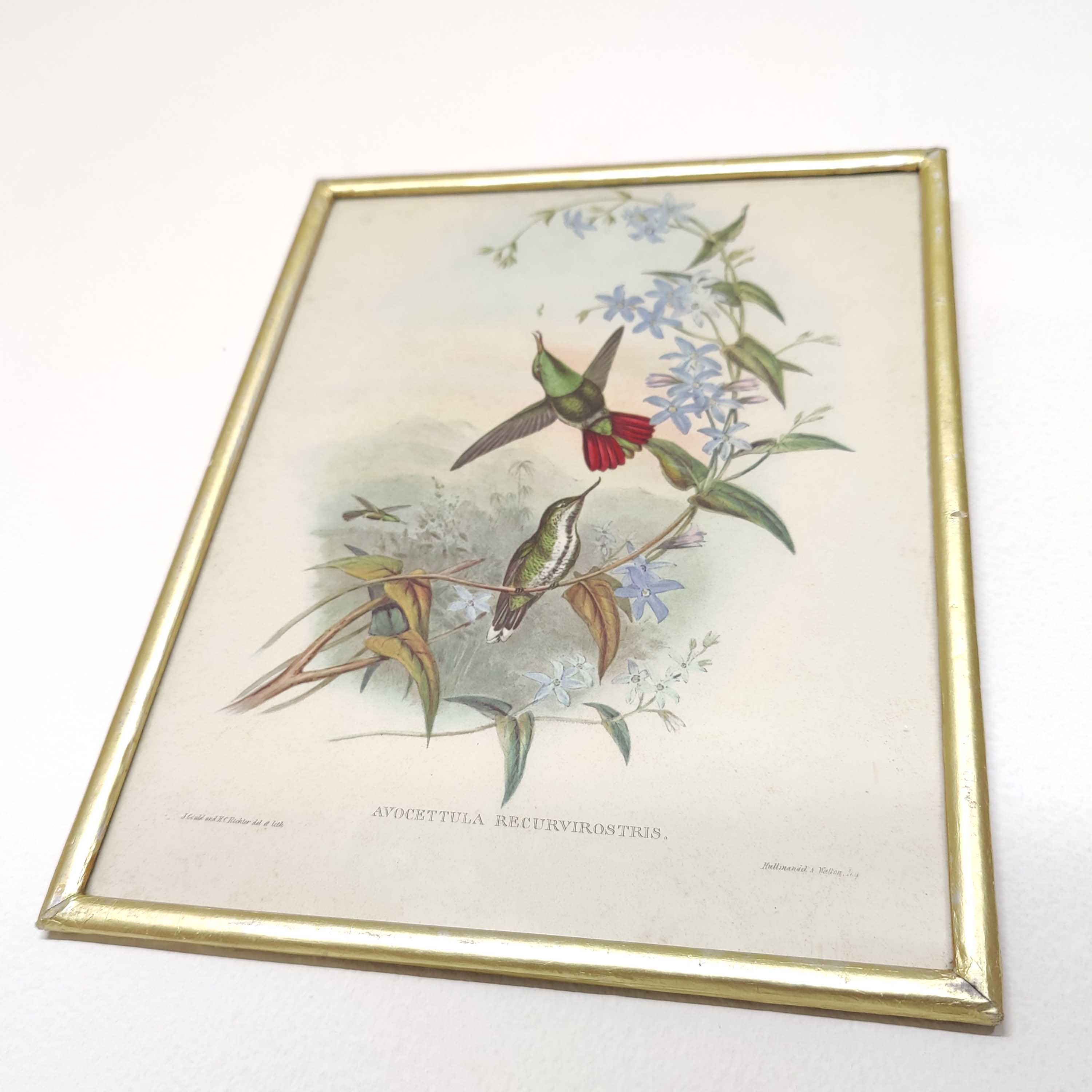 Lot 2 Bird lithographs by J. Gould and H-C Richter golden frame