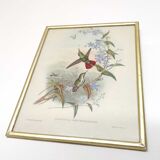 Lot 2 Bird lithographs by J. Gould and H-C Richter golden frame