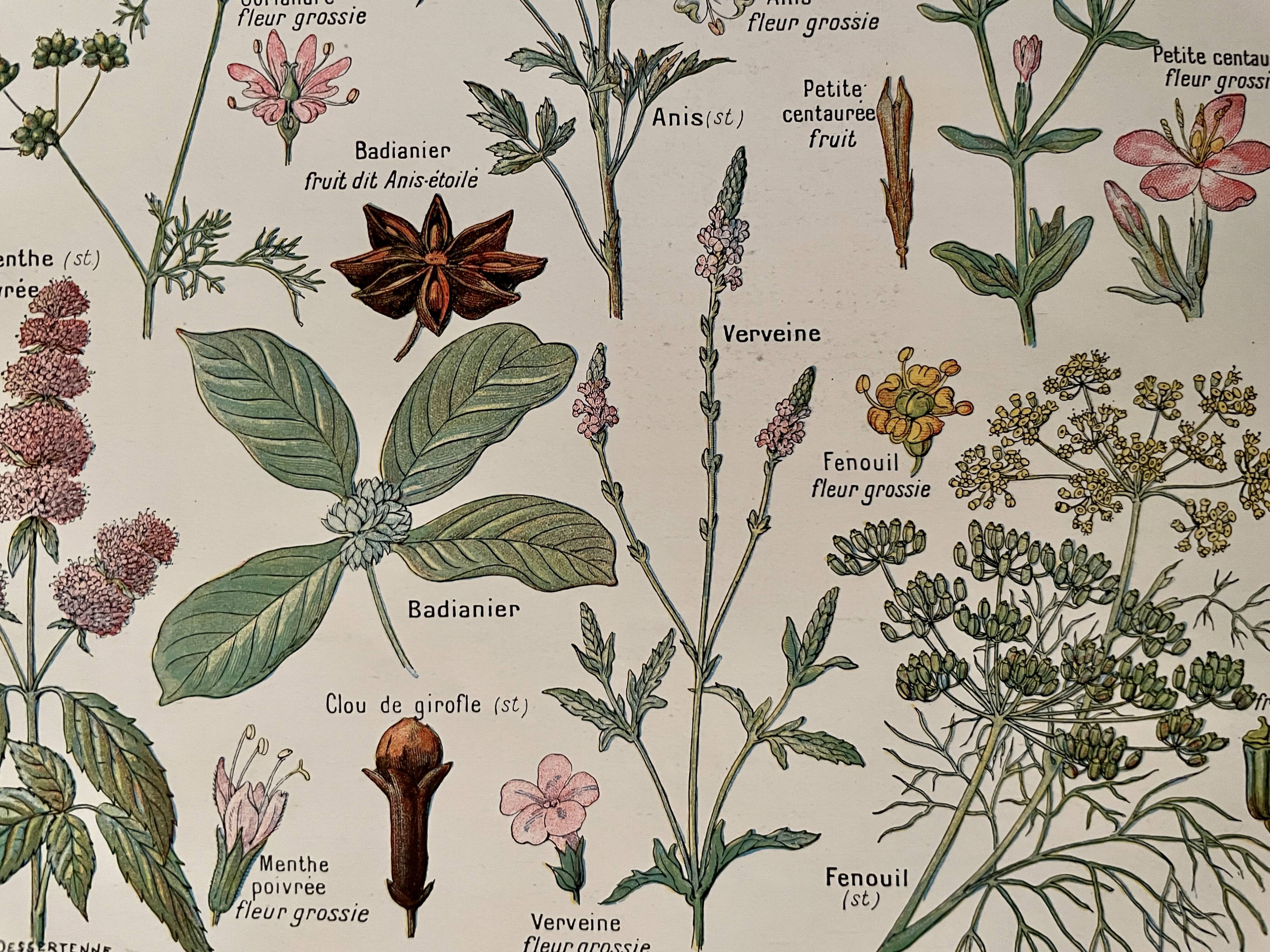 Illustrated plate on digestive plants - 1950