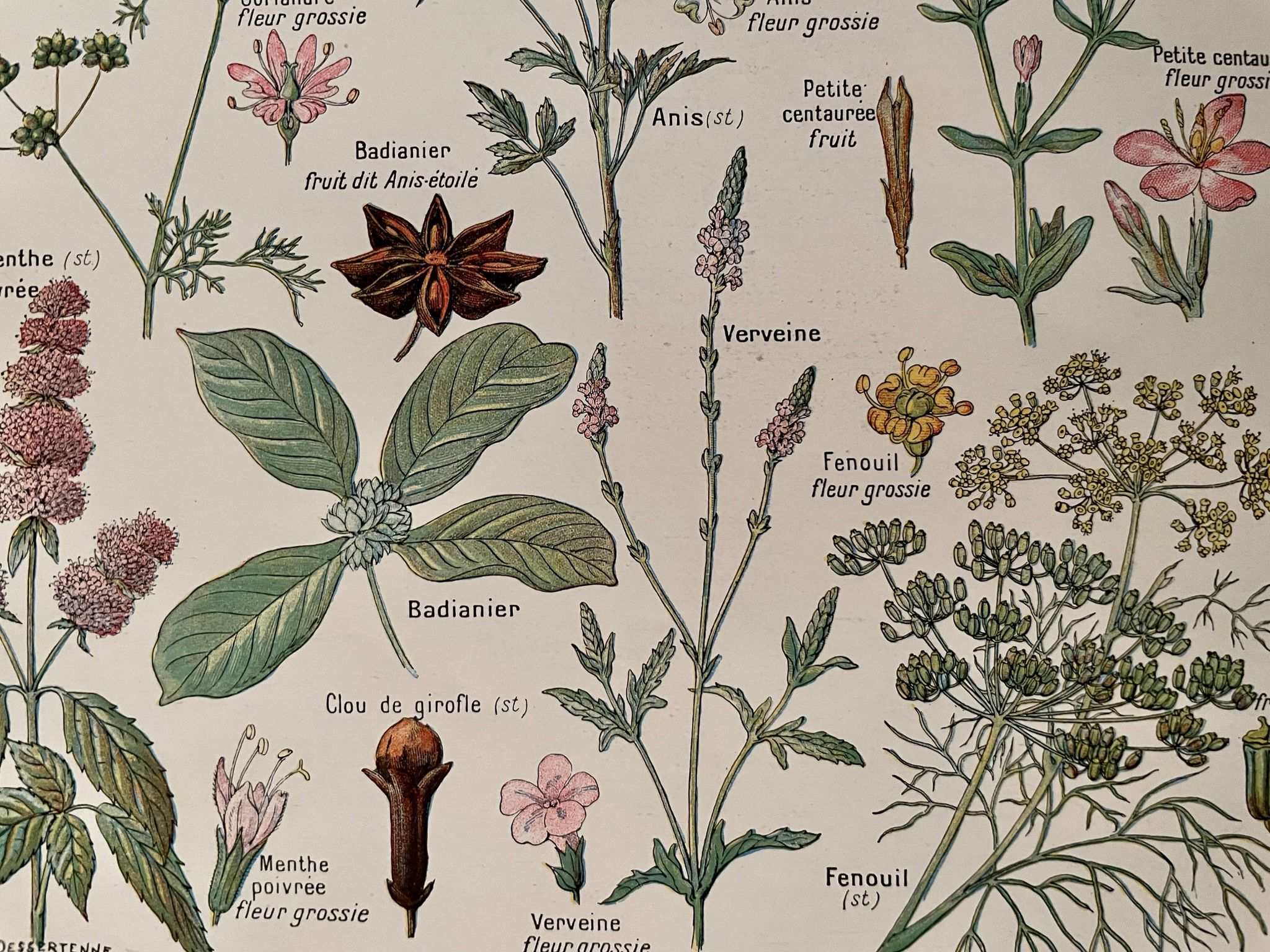 Illustrated plate on digestive plants - 1950
