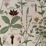 Planche illustrée sur les plantes digestives - 1950
