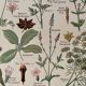 Illustrated plate on digestive plants - 1950