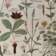 Illustrated plate on digestive plants - 1950