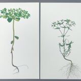 Set of 2 vintage botanical plates from 1978 - including Euphorbe alarm clock - nature diptych