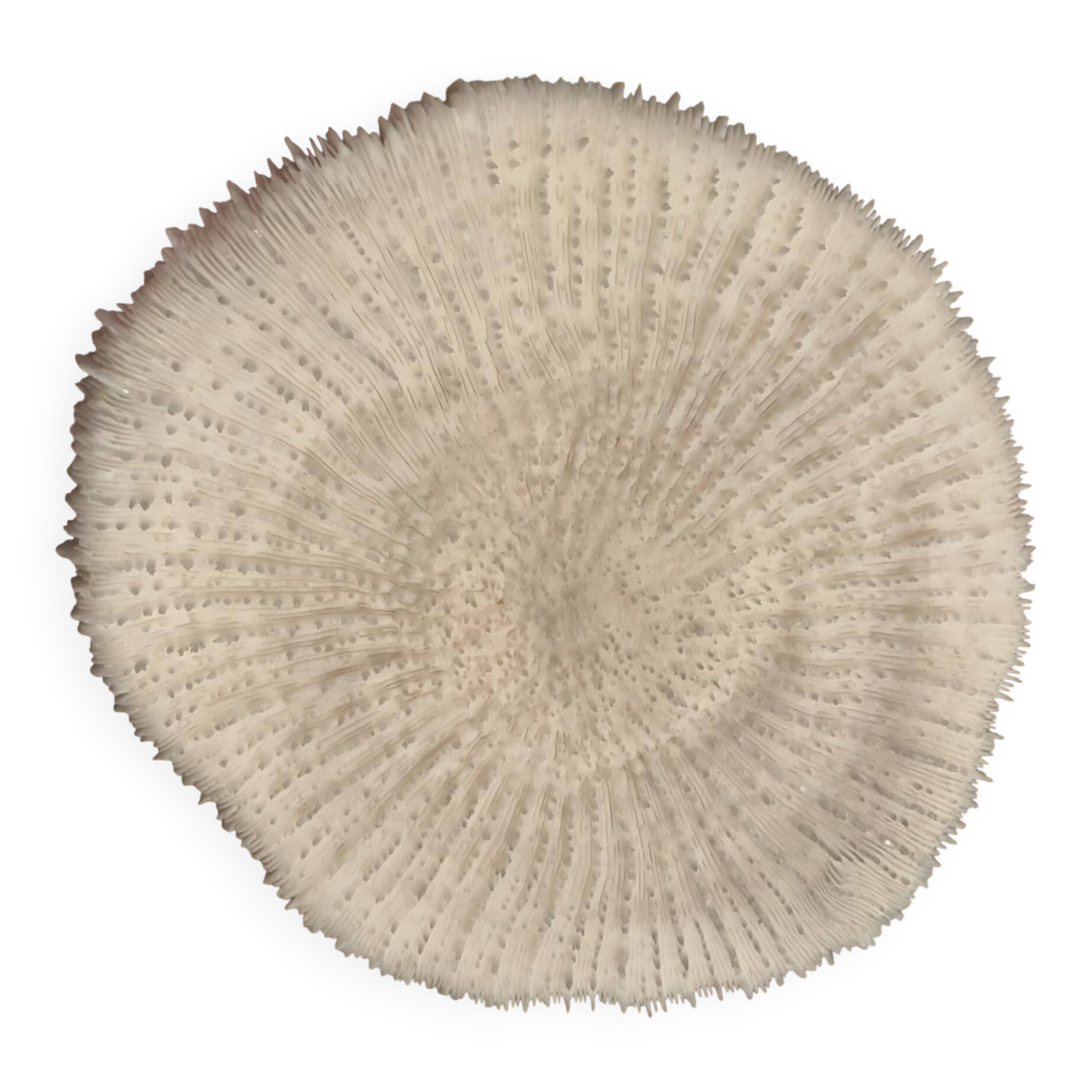 Corail Fungia « coussin de requin »