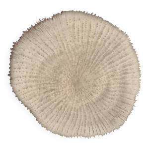 Corail Fungia « coussin