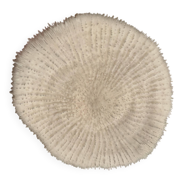 Coral Fungia "shark cushion"