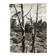 Silver gelatin photograph by Bernard Darot, Dead Tree, 20th century