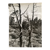Photographie argentique Bernard Darot Arbre mort XXe