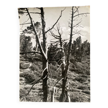 Photographie argentique Bernard Darot Arbre mort XXe