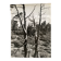 Silver gelatin photograph by Bernard Darot, Dead Tree, 20th century