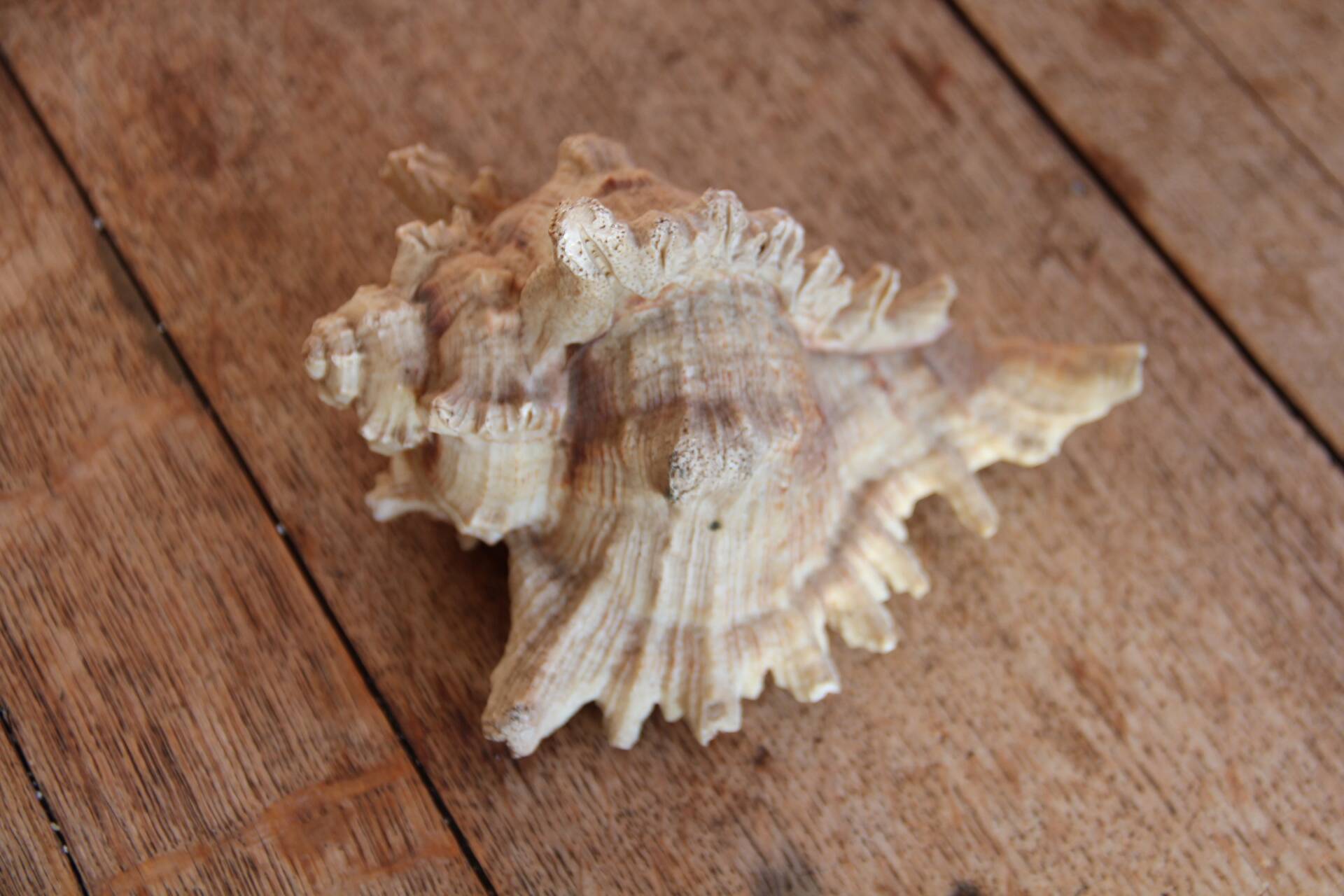 Murex shell
