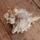 Murex shell