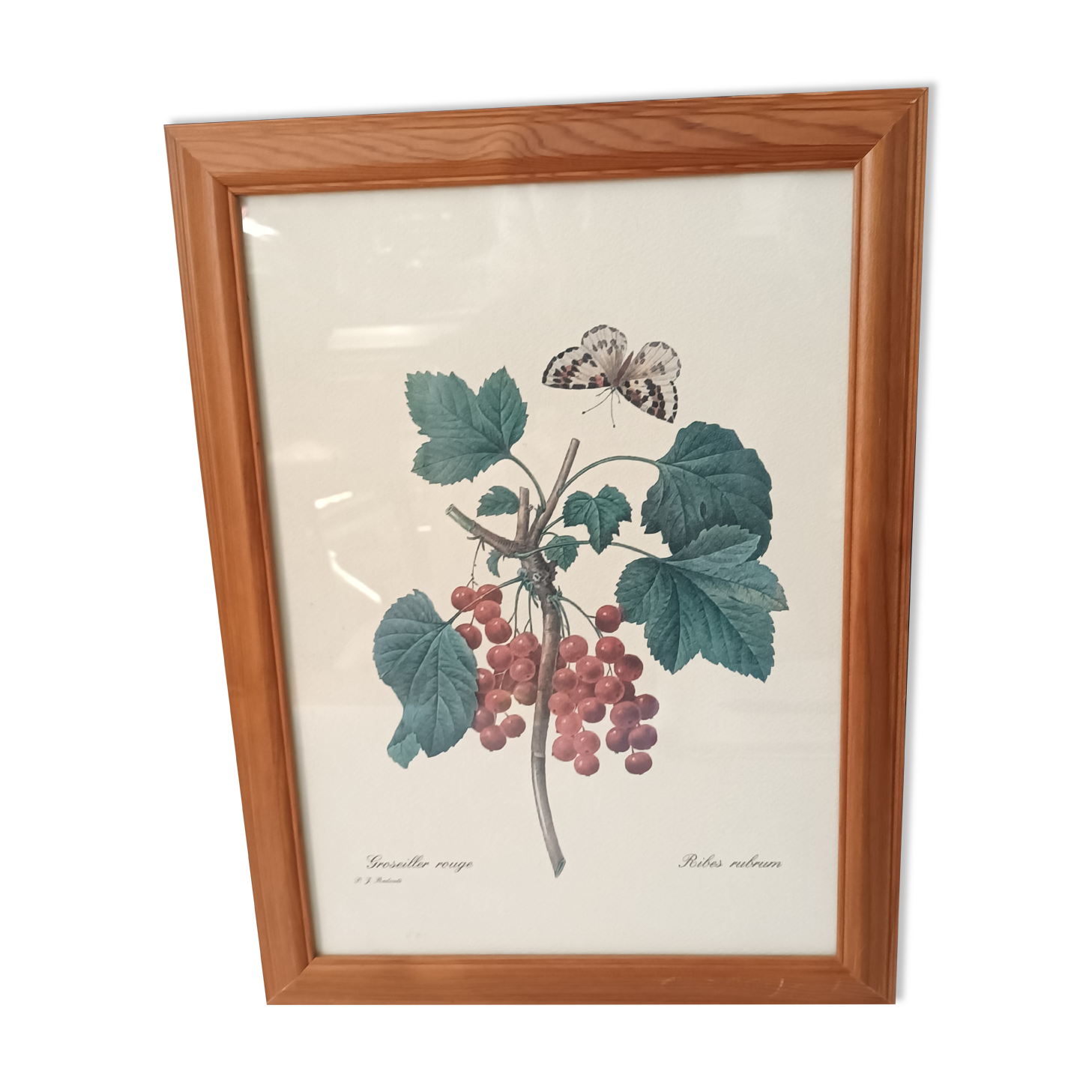 Botanical lithograph red groseiller