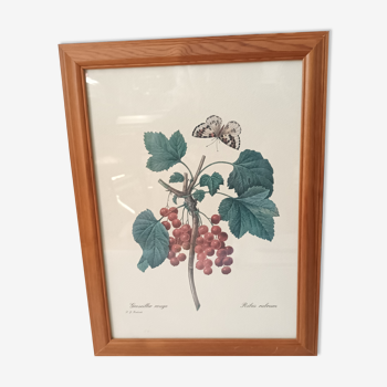Botanical lithograph red groseiller
