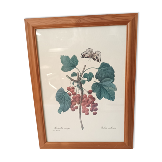 Botanical lithograph red groseiller