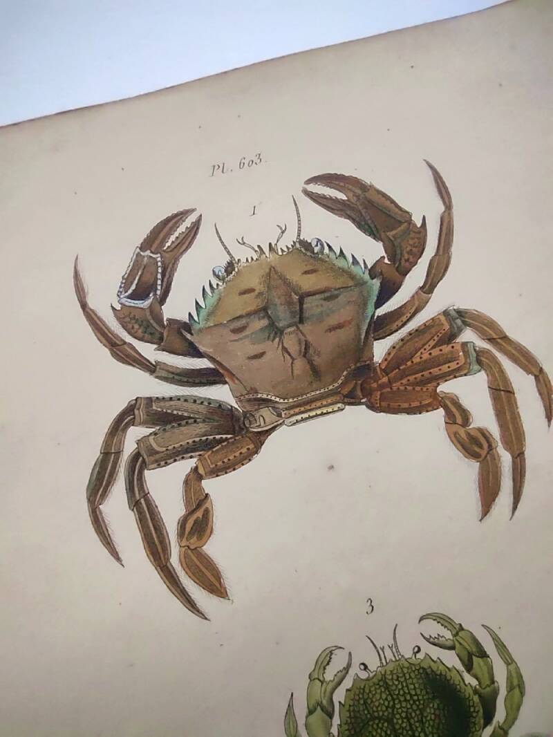 Antique engravings from 1839 - Portune crabs - Hand-colored plate