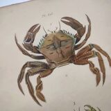 Gravures ancienne de 1839 -Crabes Portunes- Planche coloriée à la main