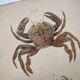 Antique engravings from 1839 - Portune crabs - Hand-colored plate