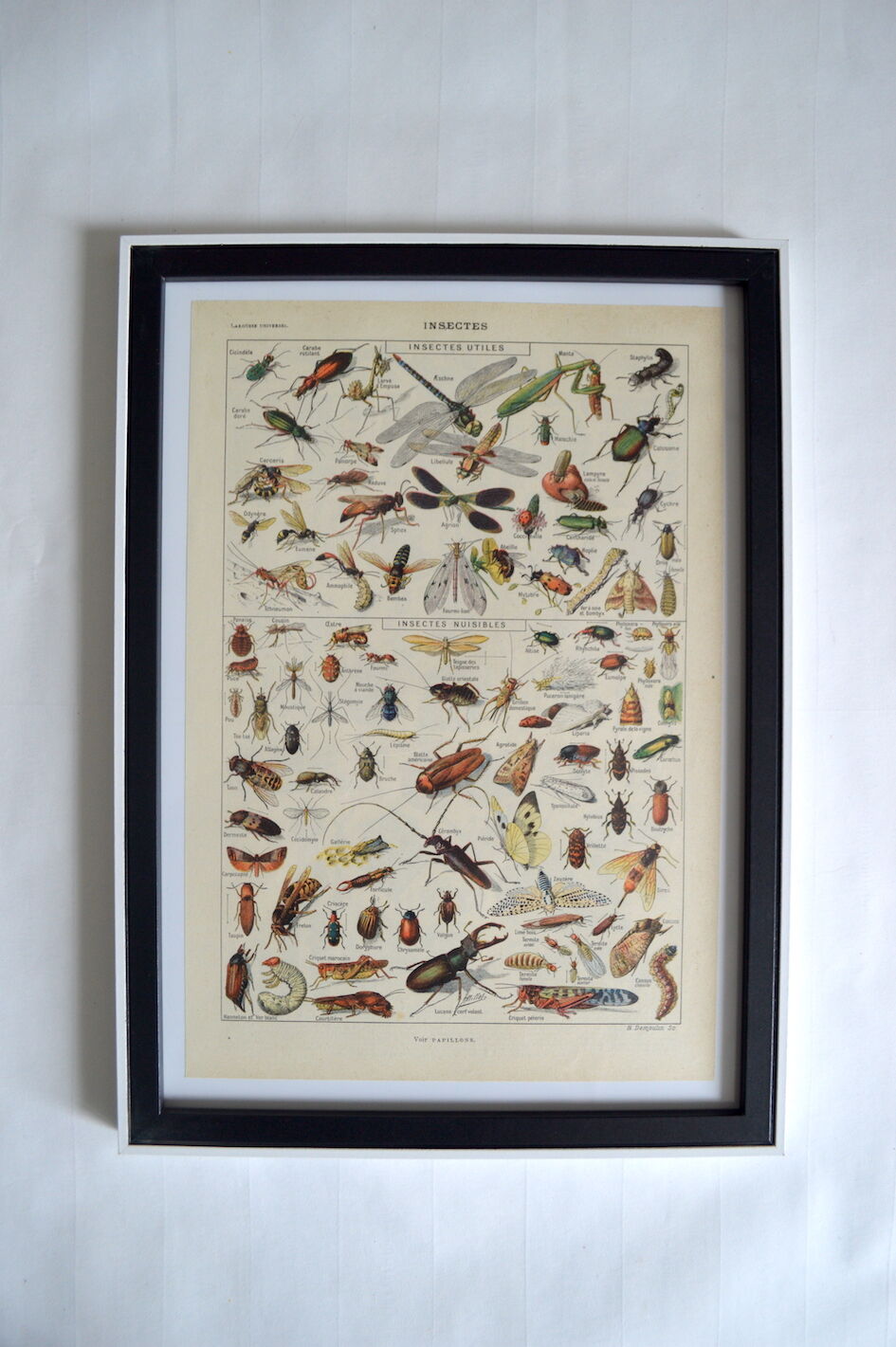 Entomological framework insects 1923