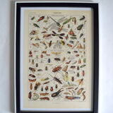 Entomological framework insects 1923