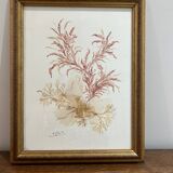 vintage painting natural algae