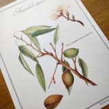 Botanical board -Sweet Almond- Illustration of medicinal plants and herbs