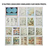 Gravure ancienne 1928, Arbres 2, écorce, tronc, feuilles • Lithographie, Planche originale