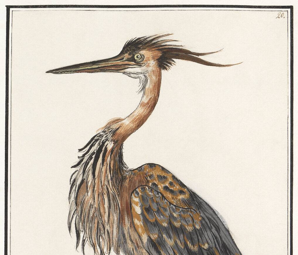 Small poster on the Heron, after an old engraving from 1610.